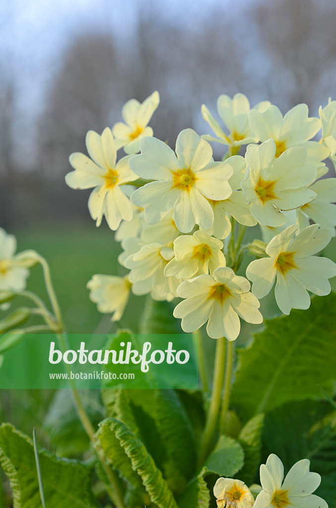 507012 - Hohe Schlüsselblume (Primula elatior)