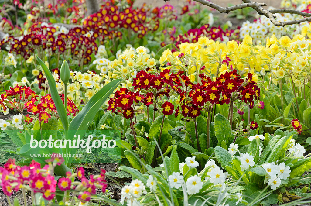 531040 - Hohe Schlüsselblume (Primula elatior) und Kissenprimel (Primula vulgaris syn. Primula acaulis)