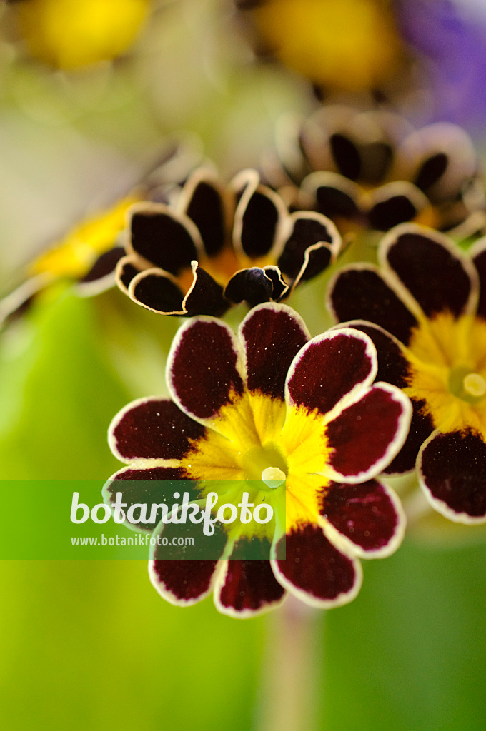 483095 - Hohe Schlüsselblume (Primula elatior 'Victoriana Silver Lace Black')