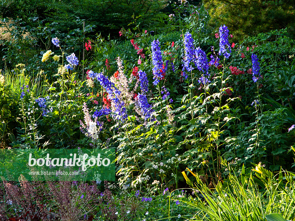 461101 - Hoher Rittersporn (Delphinium elatum 'Lanzenträger') und Rosen (Rosa)