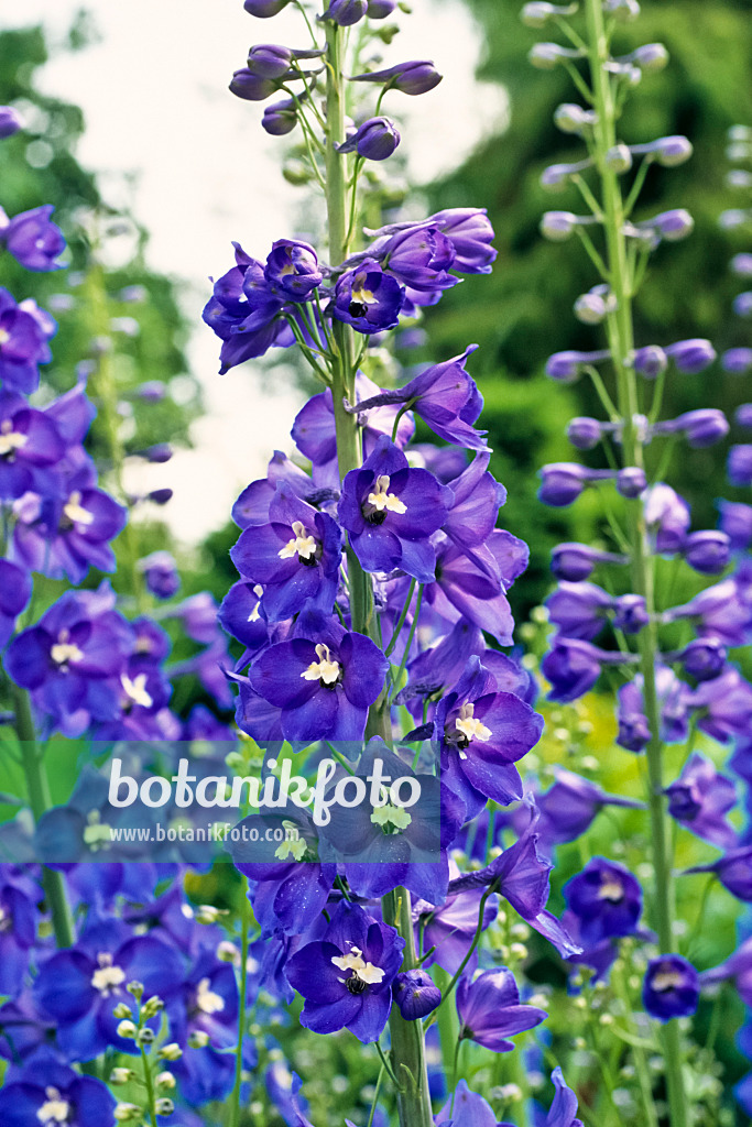 379045 - Hoher Rittersporn (Delphinium elatum 'Polarnacht')