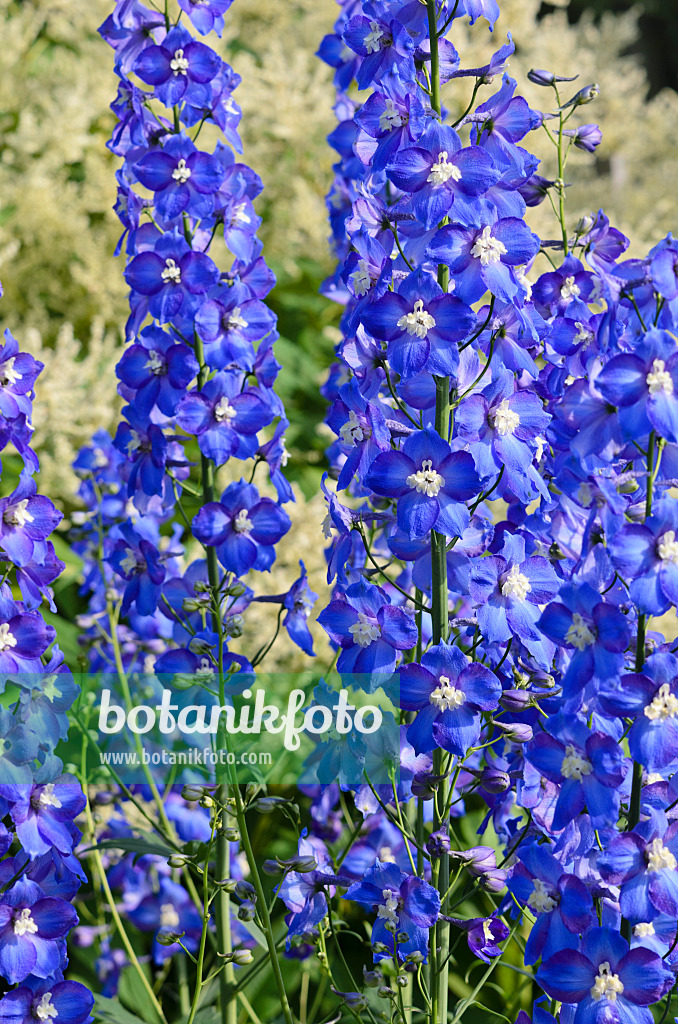 522019 - Hoher Rittersporn (Delphinium elatum 'Polarnacht')