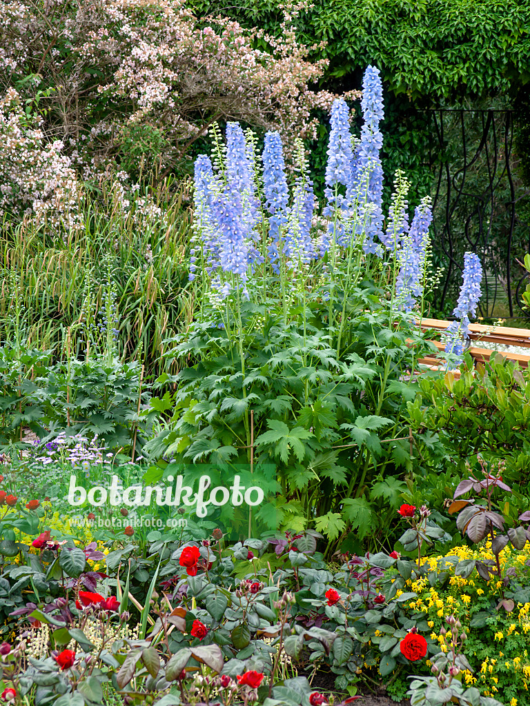 461039 - Hoher Rittersporn (Delphinium elatum) und Rosen (Rosa)