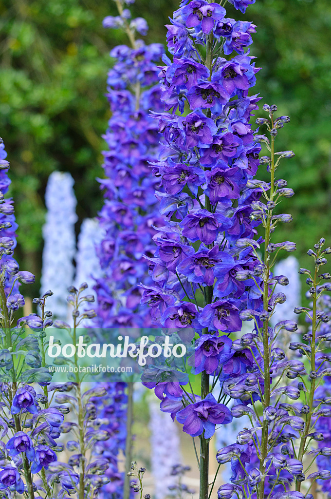 473041 - Hoher Rittersporn (Delphinium elatum 'Tempelgong')