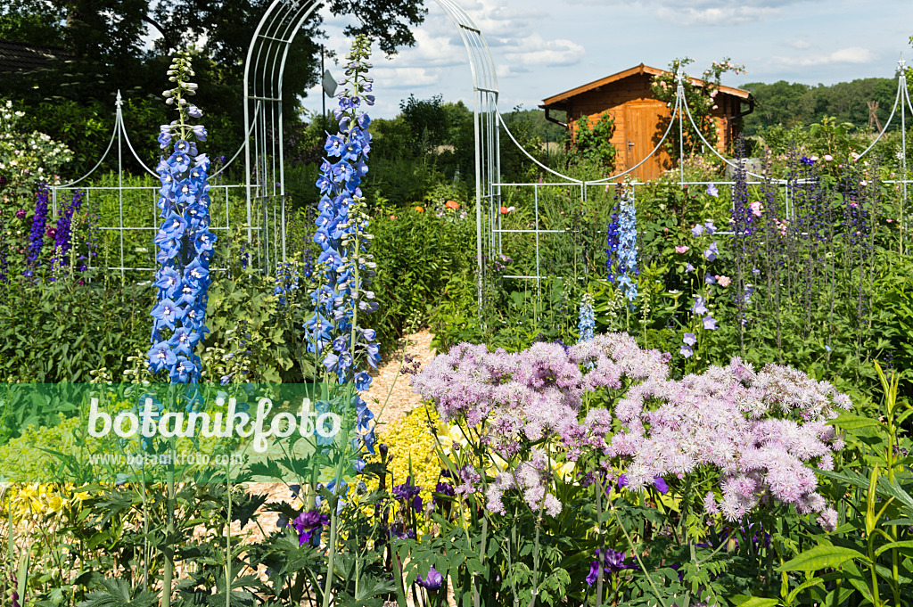 509042 - Hoher Rittersporn (Delphinium elatum) und Wiesenraute (Thalictrum)