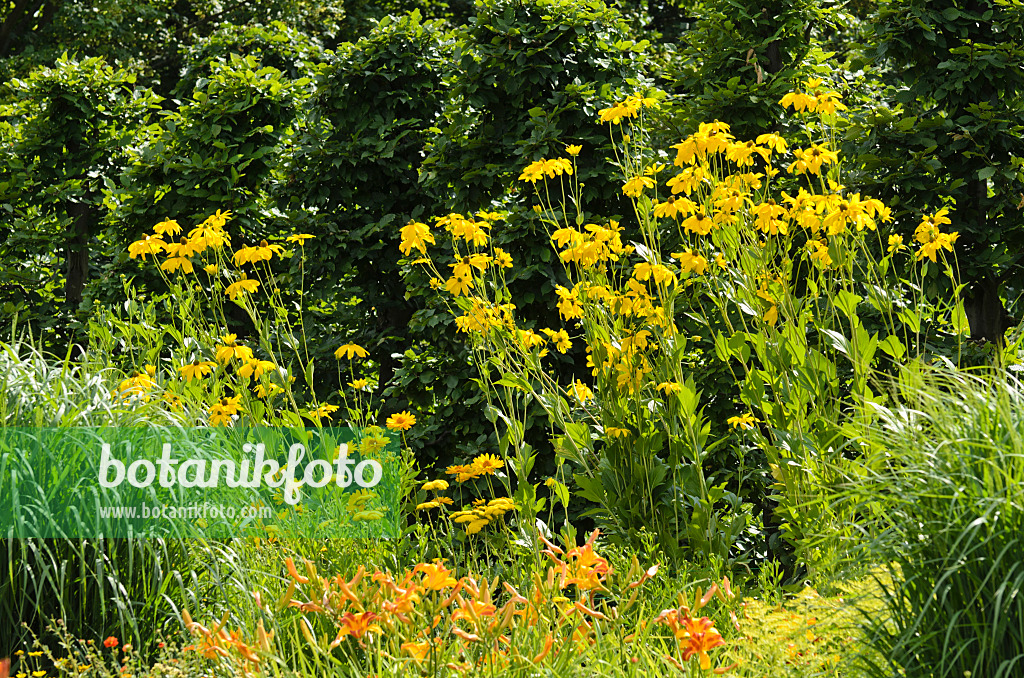 498133 - Hoher Sonnenhut (Rudbeckia nitida 'Juligold')