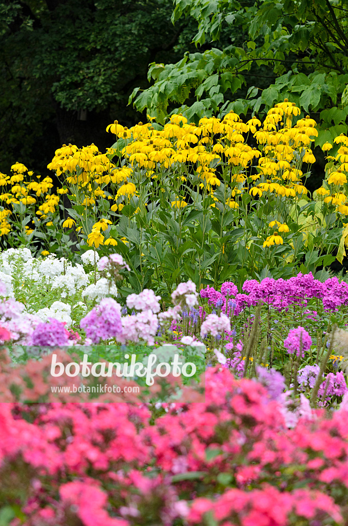 523092 - Hoher Sonnenhut (Rudbeckia nitida) und Staudenphlox (Phlox paniculata)