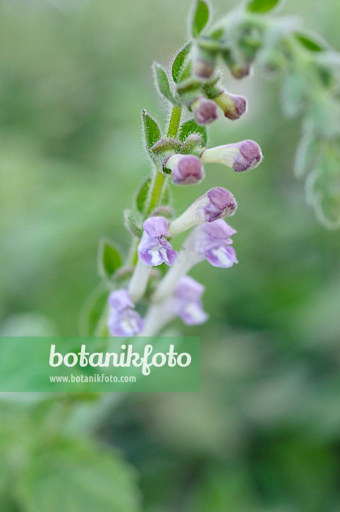 488019 - Hohes Helmkraut (Scutellaria altissima)