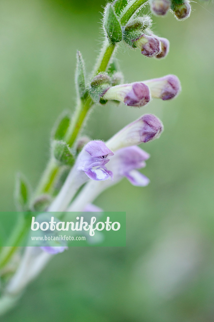 488020 - Hohes Helmkraut (Scutellaria altissima)