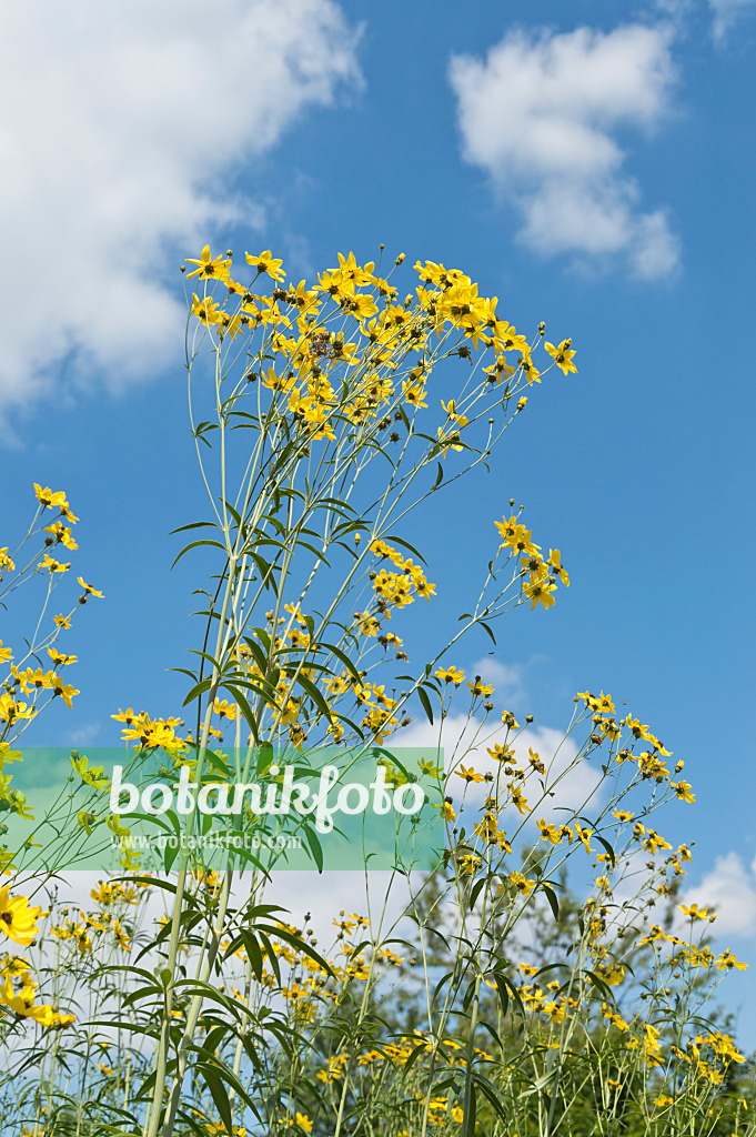 511139 - Hohes Mädchenauge (Coreopsis tripteris)