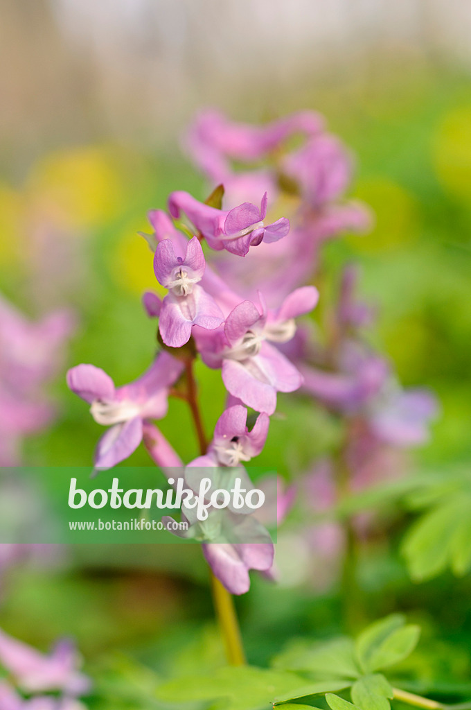 471023 - Hohler Lerchensporn (Corydalis cava)