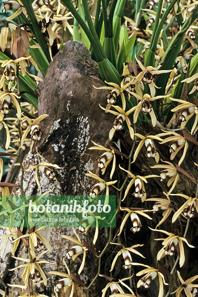 364047 - Hohlnarbe (Coelogyne dayana)