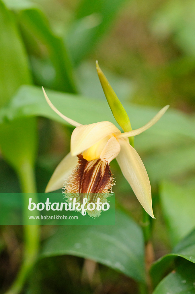 477069 - Hohlnarbe (Coelogyne ovalis)