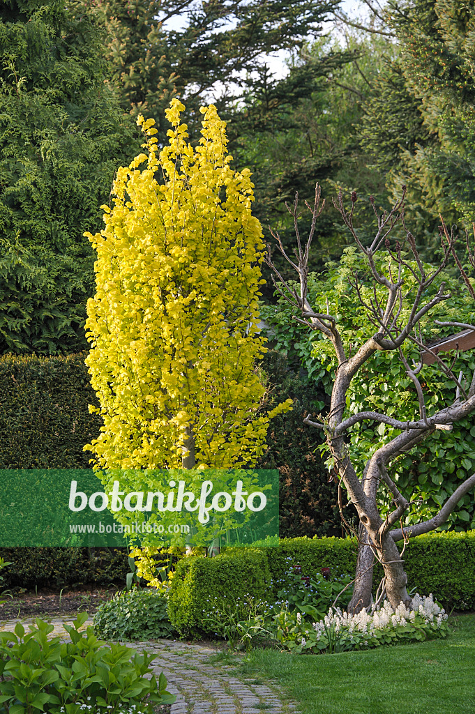 517253 - Holländische Ulme (Ulmus x hollandica 'Wredei')