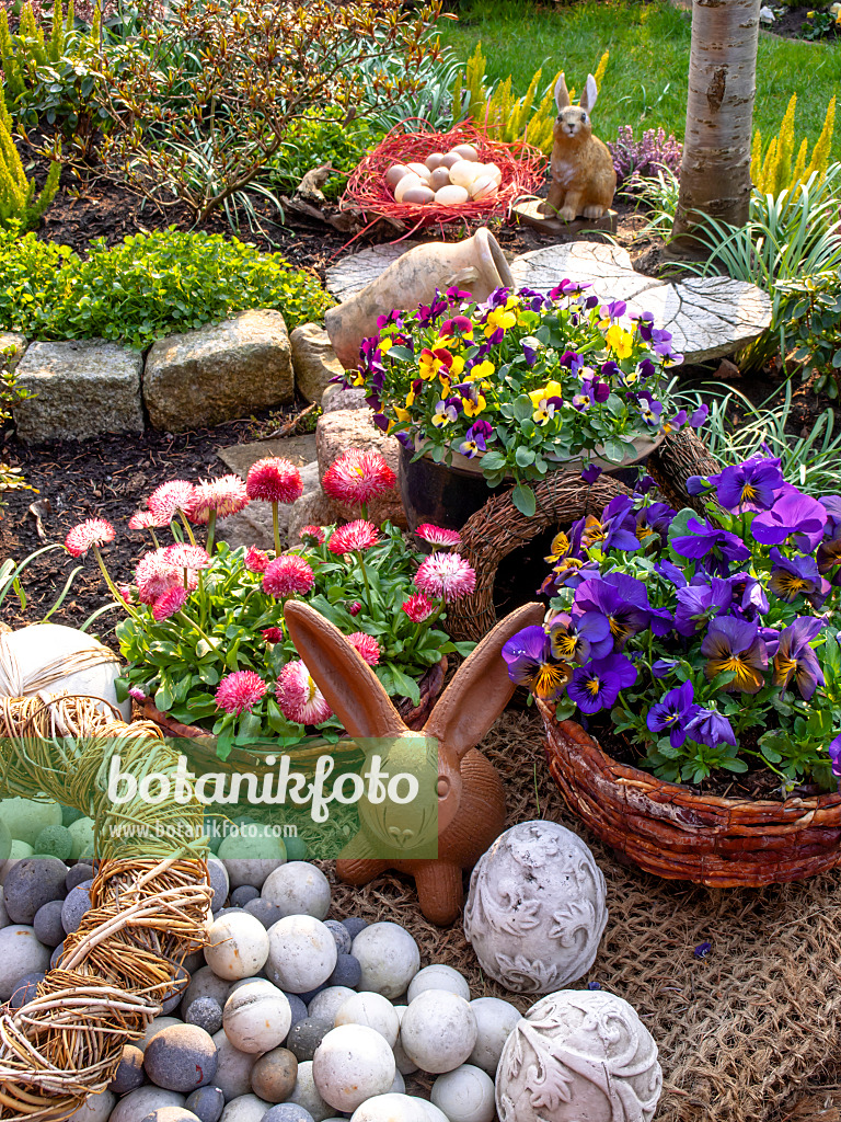 447090 - Hornveilchen (Viola cornuta) und Gänseblümchen (Bellis perennis) mit Osterhase