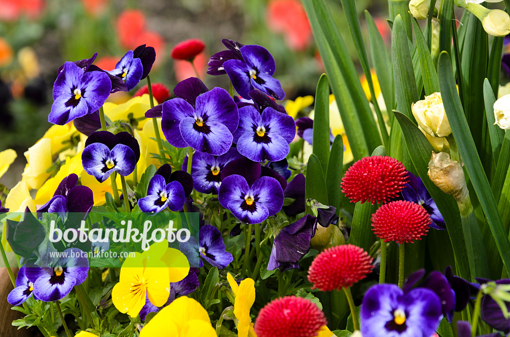 495084 - Hornveilchen (Viola cornuta) und Gänseblümchen (Bellis perennis)