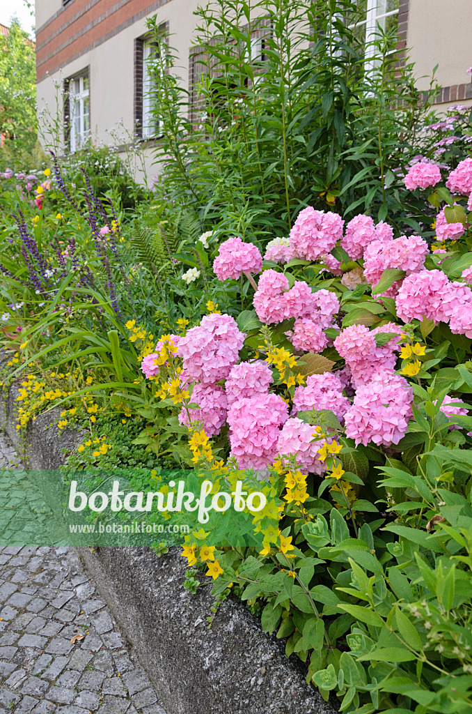 534083 - Hortensie (Hydrangea) und Punktierter Gilbweiderich (Lysimachia punctata) im Vorgarten eines Mehrfamilienhauses