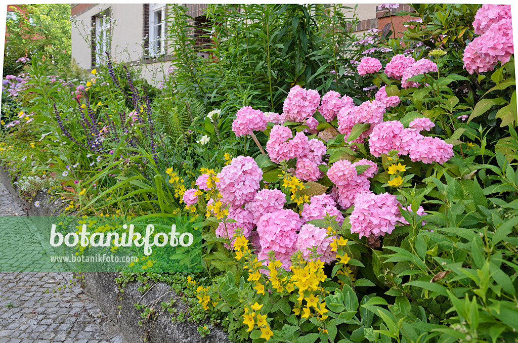 534084 - Hortensie (Hydrangea) und Punktierter Gilbweiderich (Lysimachia punctata) im Vorgarten eines Mehrfamilienhauses