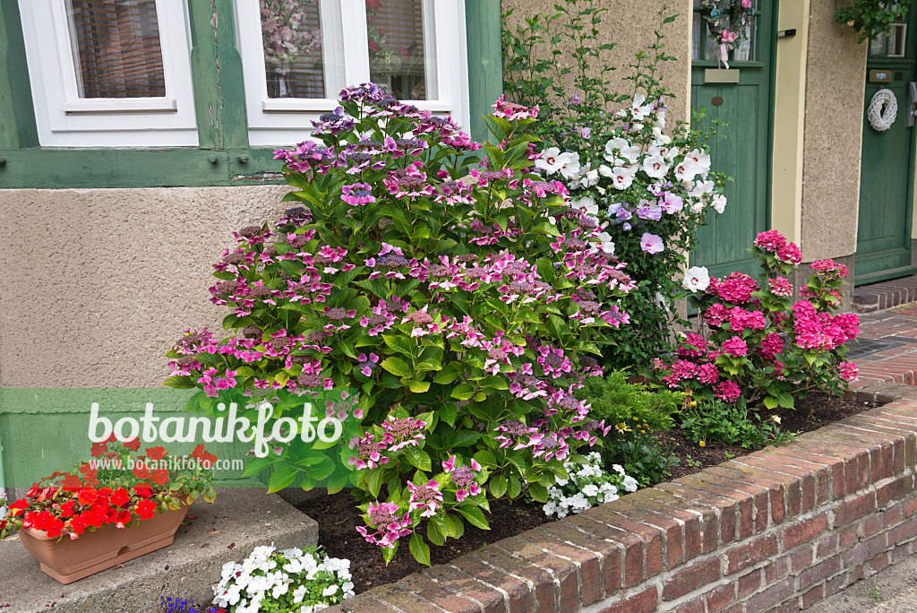 559007 - Hortensie (Hydrangea), Straucheibisch (Hibiscus syriacus) und Fleißige Lieschen (Impatiens walleriana)