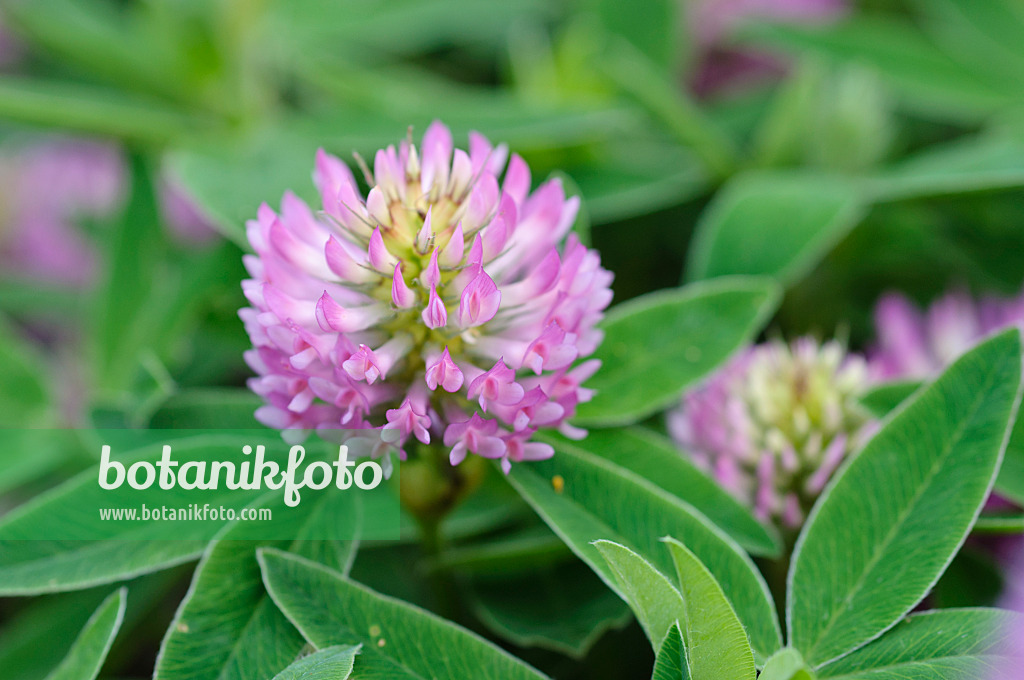 473335 - Hügelklee (Trifolium alpestre)