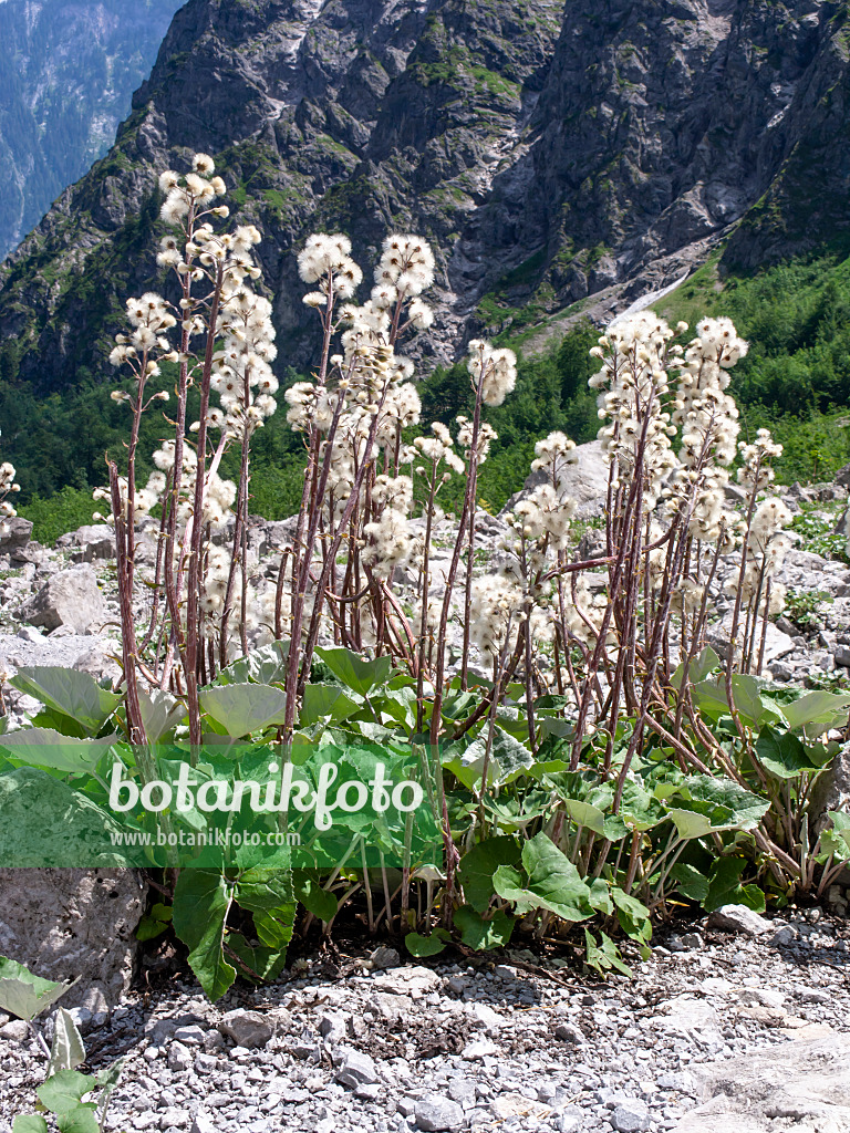 439144 - Huflattich (Tussilago farfara)