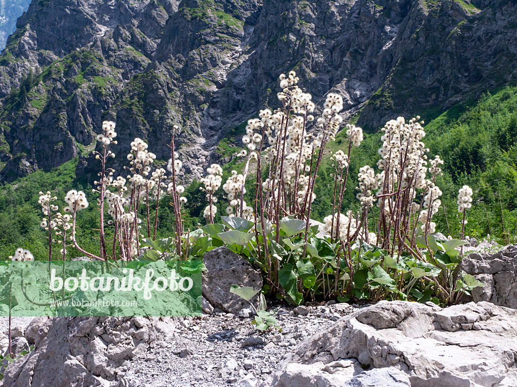 439145 - Huflattich (Tussilago farfara)