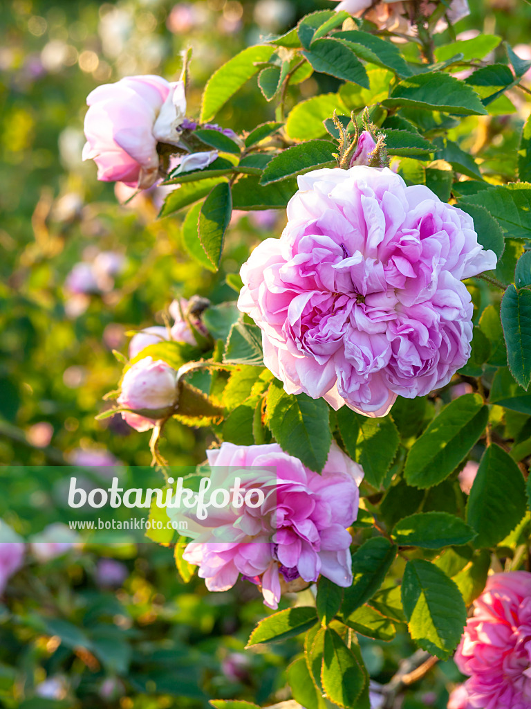 448096 - Hundertblättrige Rose (Rosa x centifolia 'Catherine de Wurttemberg')