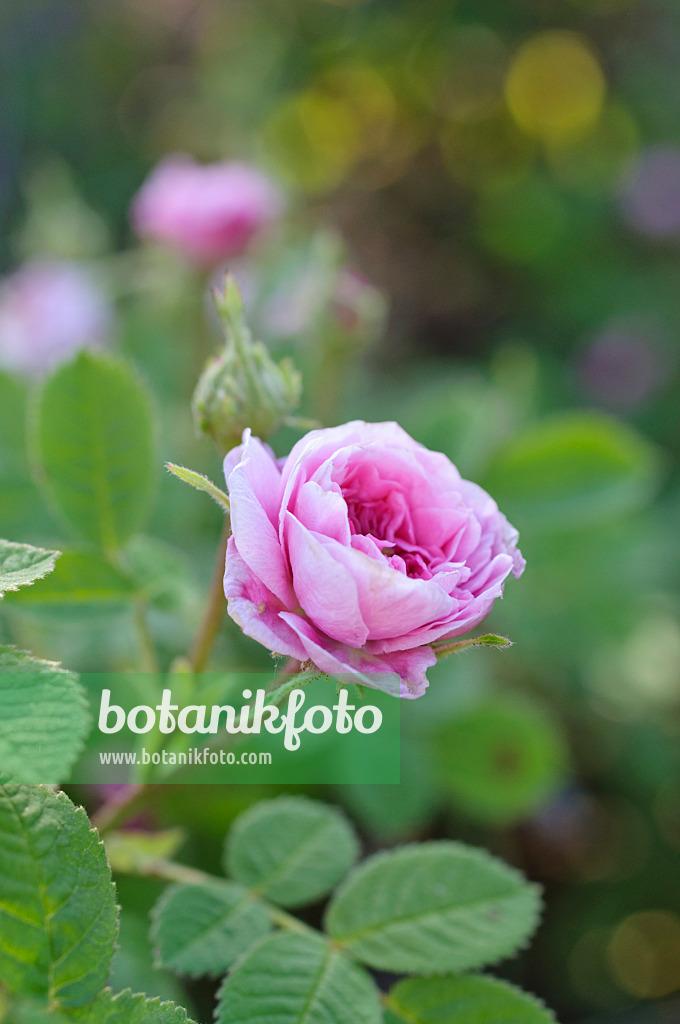 485002 - Hundertblättrige Rose (Rosa x centifolia 'Rose de Meaux')