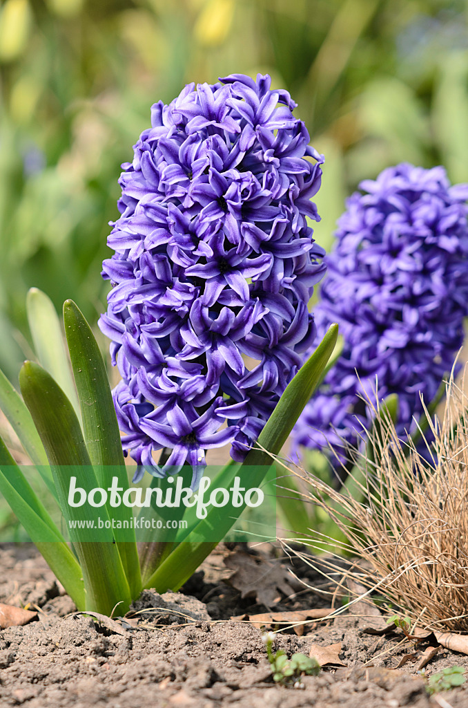 519144 - Hyazinthe (Hyacinthus)