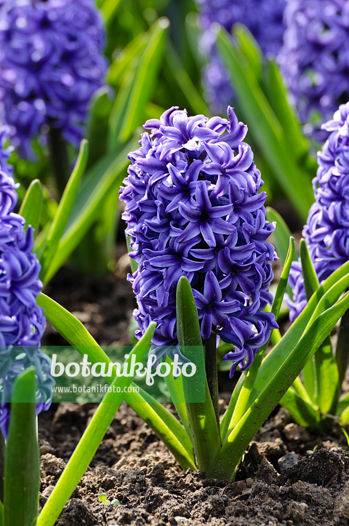 483219 - Hyazinthen (Hyacinthus)