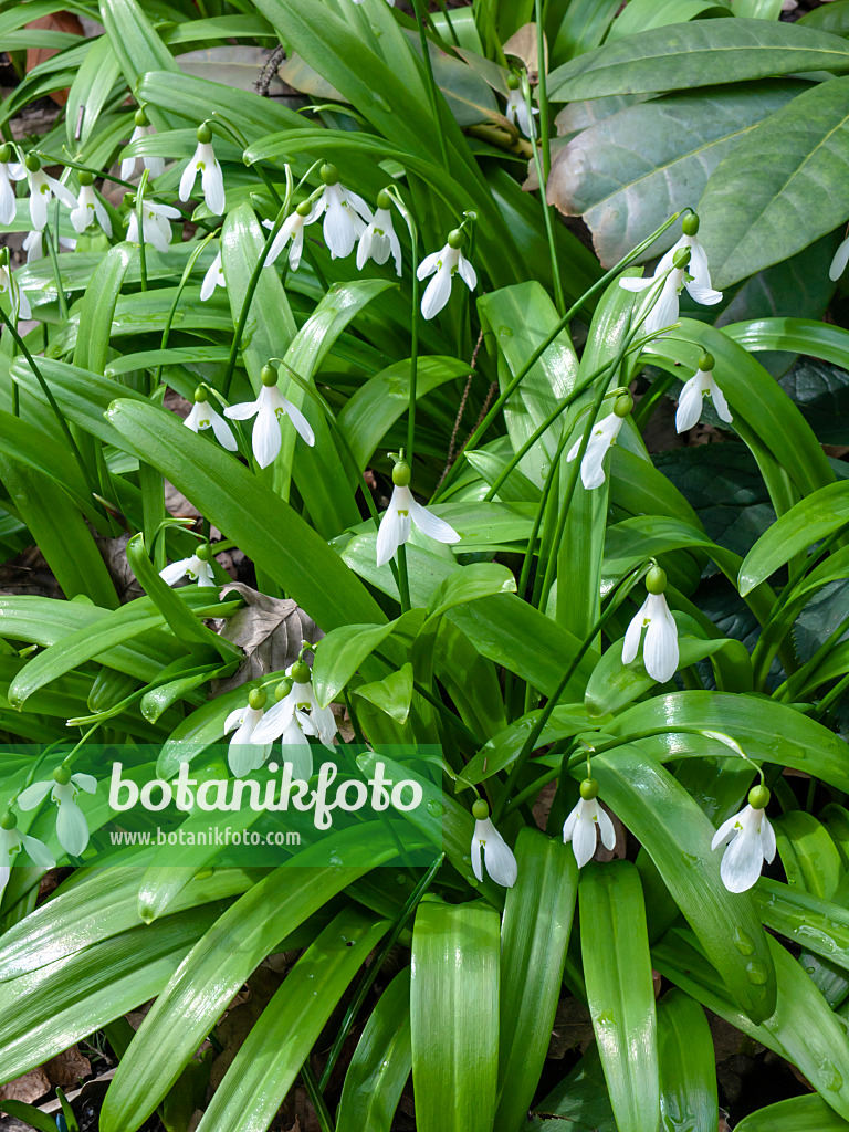 436069 - Ikaria-Schneeglöckchen (Galanthus ikariae)