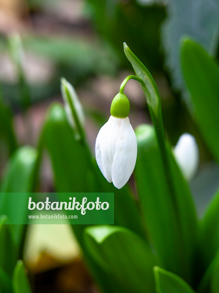 446002 - Ikaria-Schneeglöckchen (Galanthus ikariae)