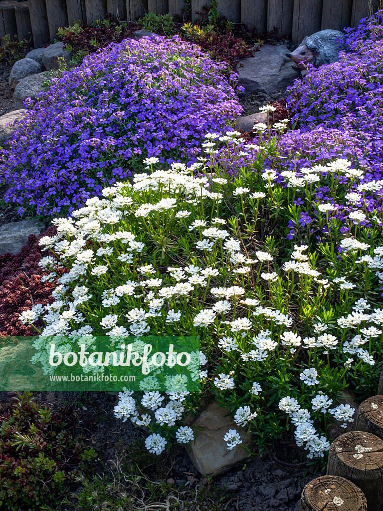 459078 - Immergrüne Schleifenblume (Iberis sempervirens) und Griechisches Blaukissen (Aubrieta deltoidea)