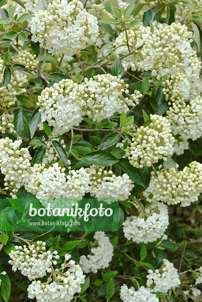 517254 - Immergrüner Schneeball (Viburnum Eskimo)