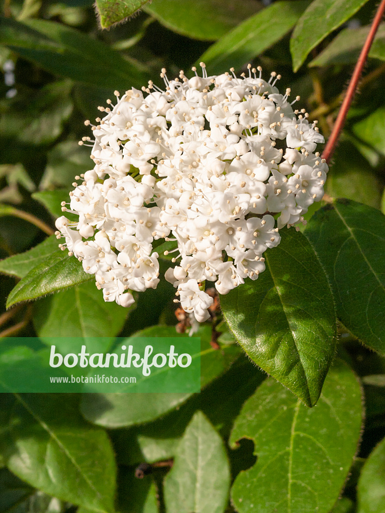 409003 - Immergrüner Schneeball (Viburnum tinus)