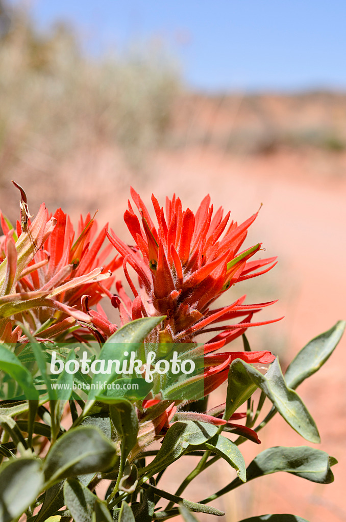 508267 - Indian Paintbrush (Castilleja)