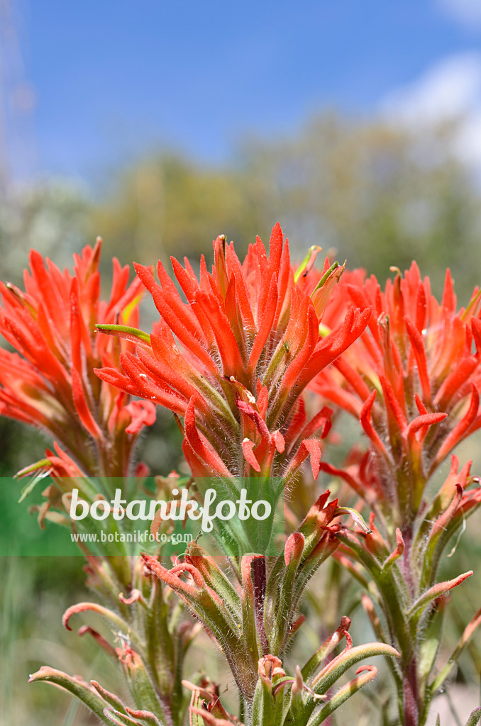 508333 - Indian Paintbrush (Castilleja)