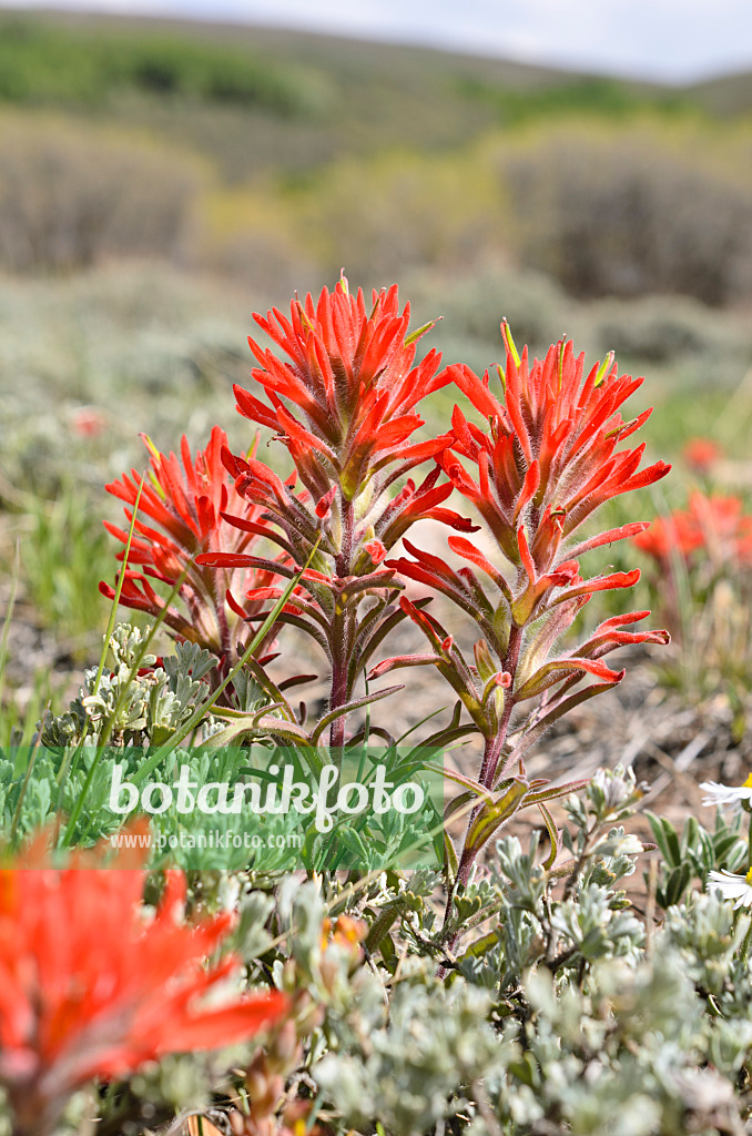 508334 - Indian Paintbrush (Castilleja)