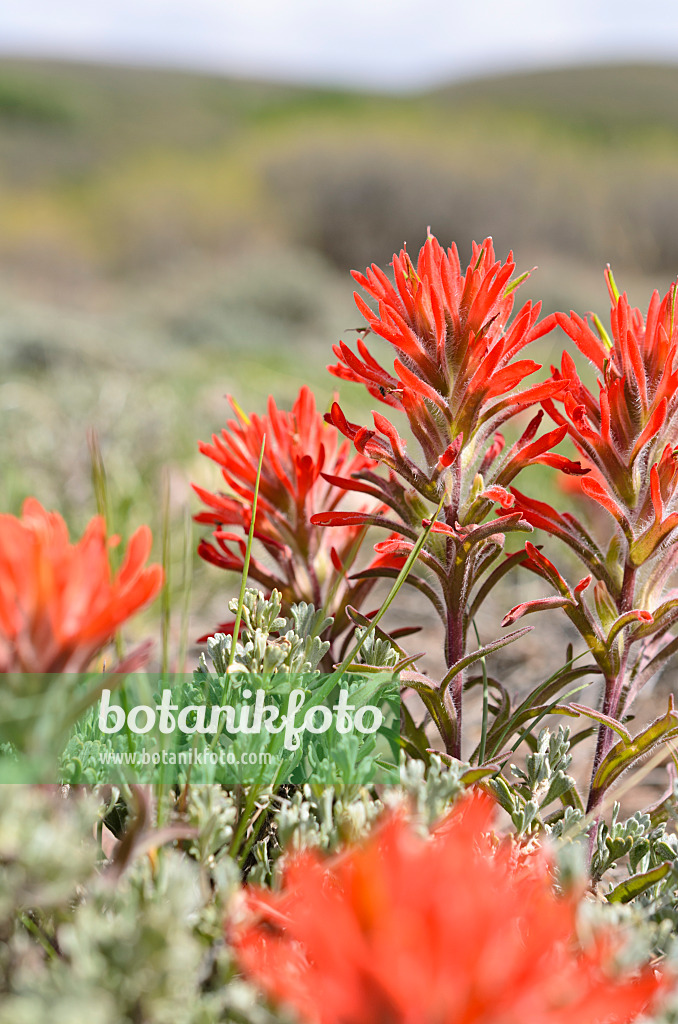 508335 - Indian Paintbrush (Castilleja)