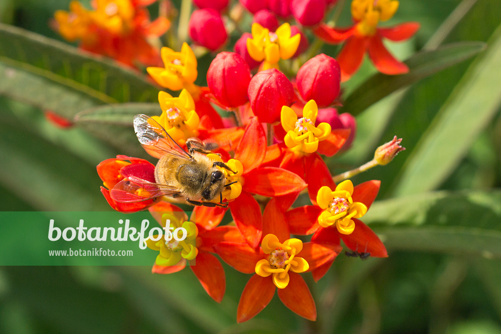 595034 - Indianer-Seidenpflanze (Asclepias curassavica) und Hummel (Bombus)