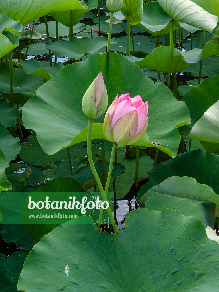 402121 - Indische Lotosblume (Nelumbo nucifera)