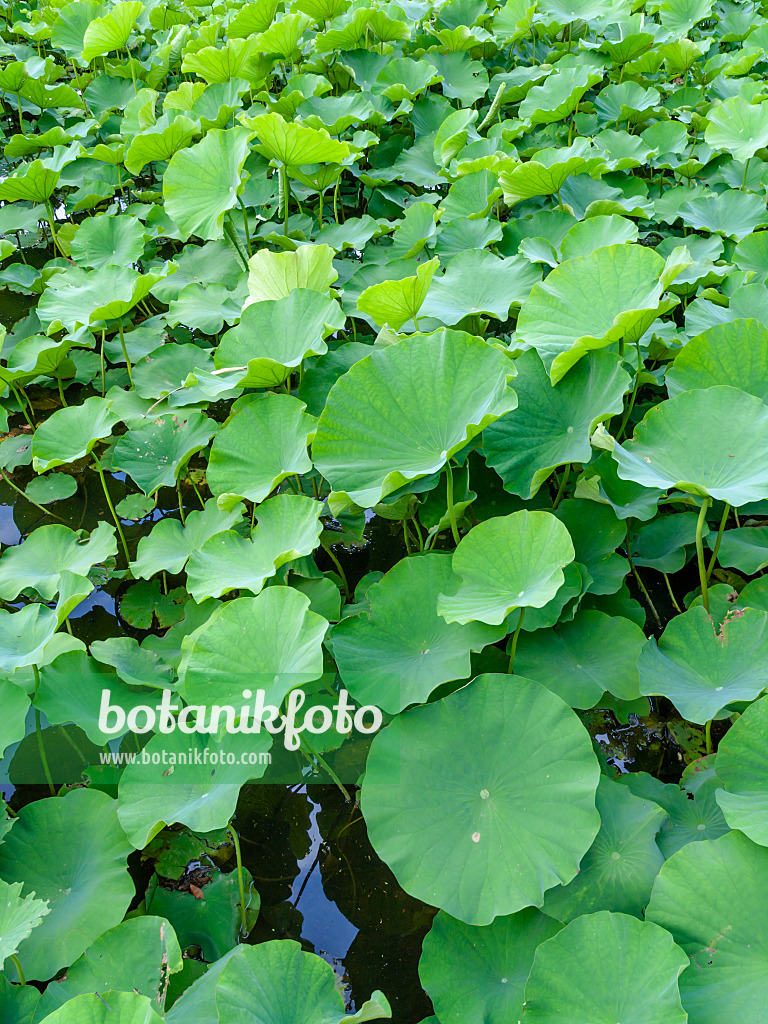 454225 - Indische Lotosblume (Nelumbo nucifera)