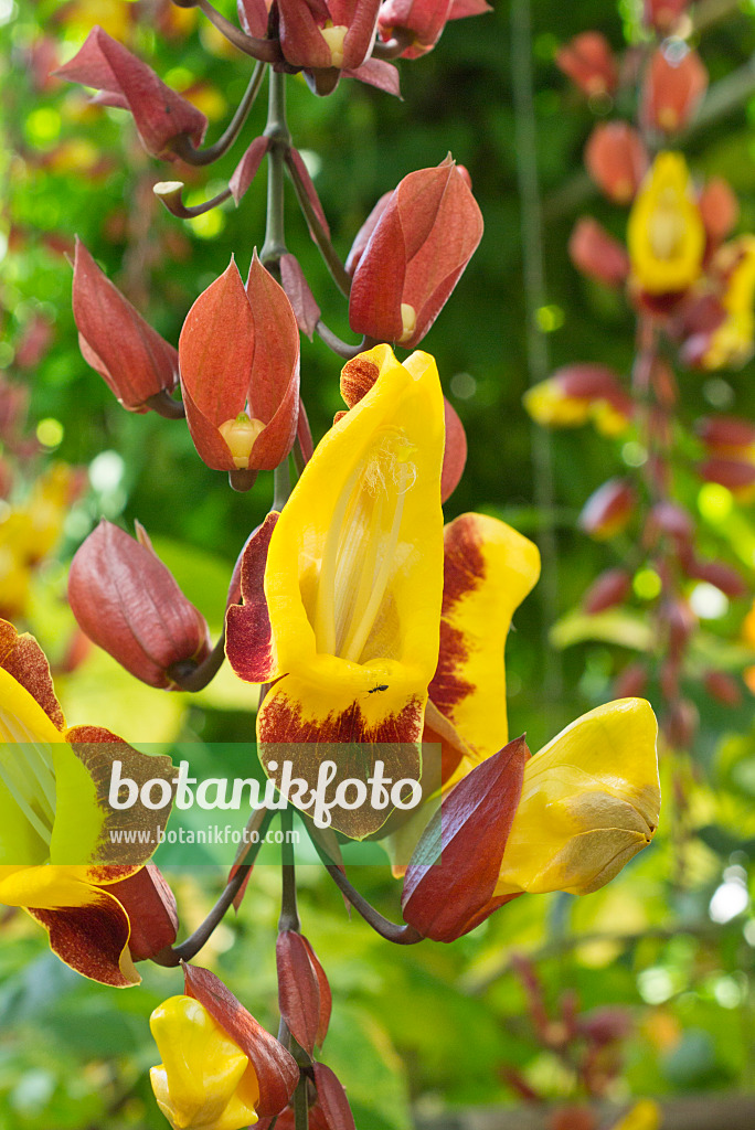 557038 - Indische Thunbergie (Thunbergia mysorensis)