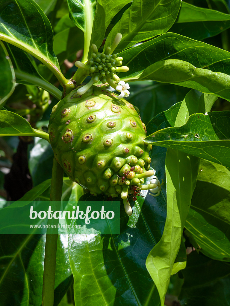 434189 - Indischer Maulbeerstrauch (Morinda citrifolia)