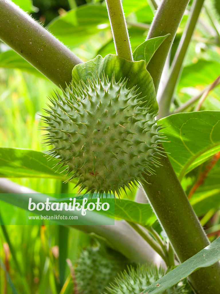 404081 - Indischer Stechapfel (Datura metel)