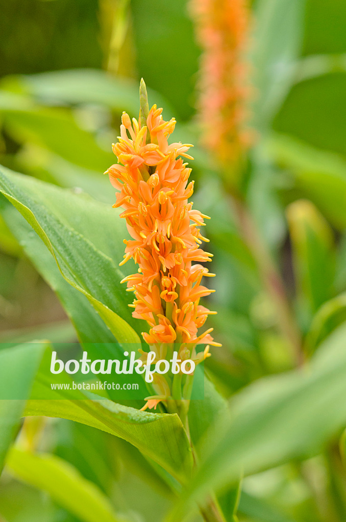 525107 - Ingwerlilie (Hedychium densiflorum 'Assam Orange')