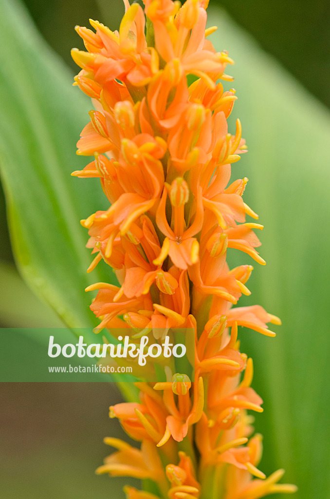 525108 - Ingwerlilie (Hedychium densiflorum 'Assam Orange')