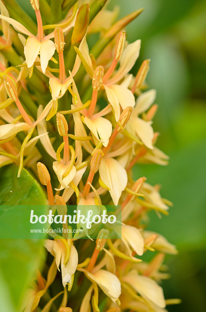 525111 - Ingwerlilie (Hedychium densiflorum 'Stephen')