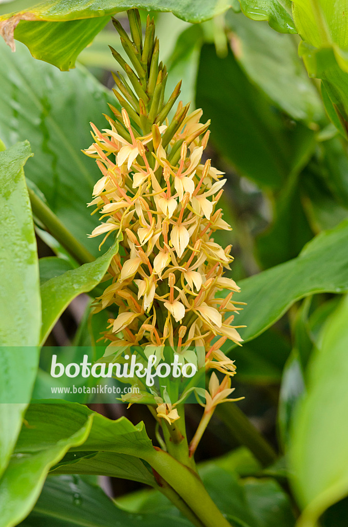 525112 - Ingwerlilie (Hedychium densiflorum 'Stephen')