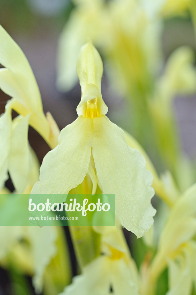 472294 - Ingwerorchidee (Roscoea cautleoides)